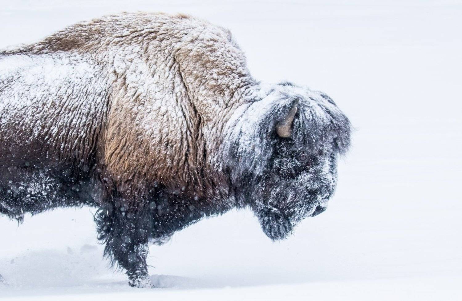 Лекция Насти Стокоз «Почему нам холодно? Или приспособления животных к холоду»