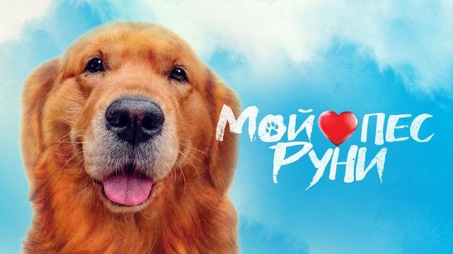 Киновечер в Чинча. Мой пес Руни