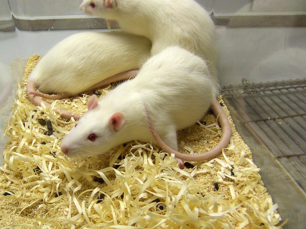 Лабораторная крыса