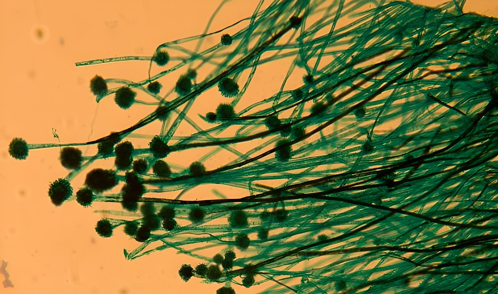 Онлайн-лекция Артема Акшинцева "Экологические итоги 2025 года"