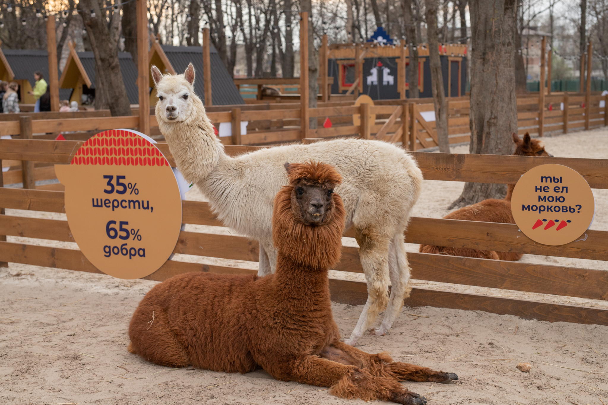 Экскурсия в выходные в парк альпак «Пача Мама»