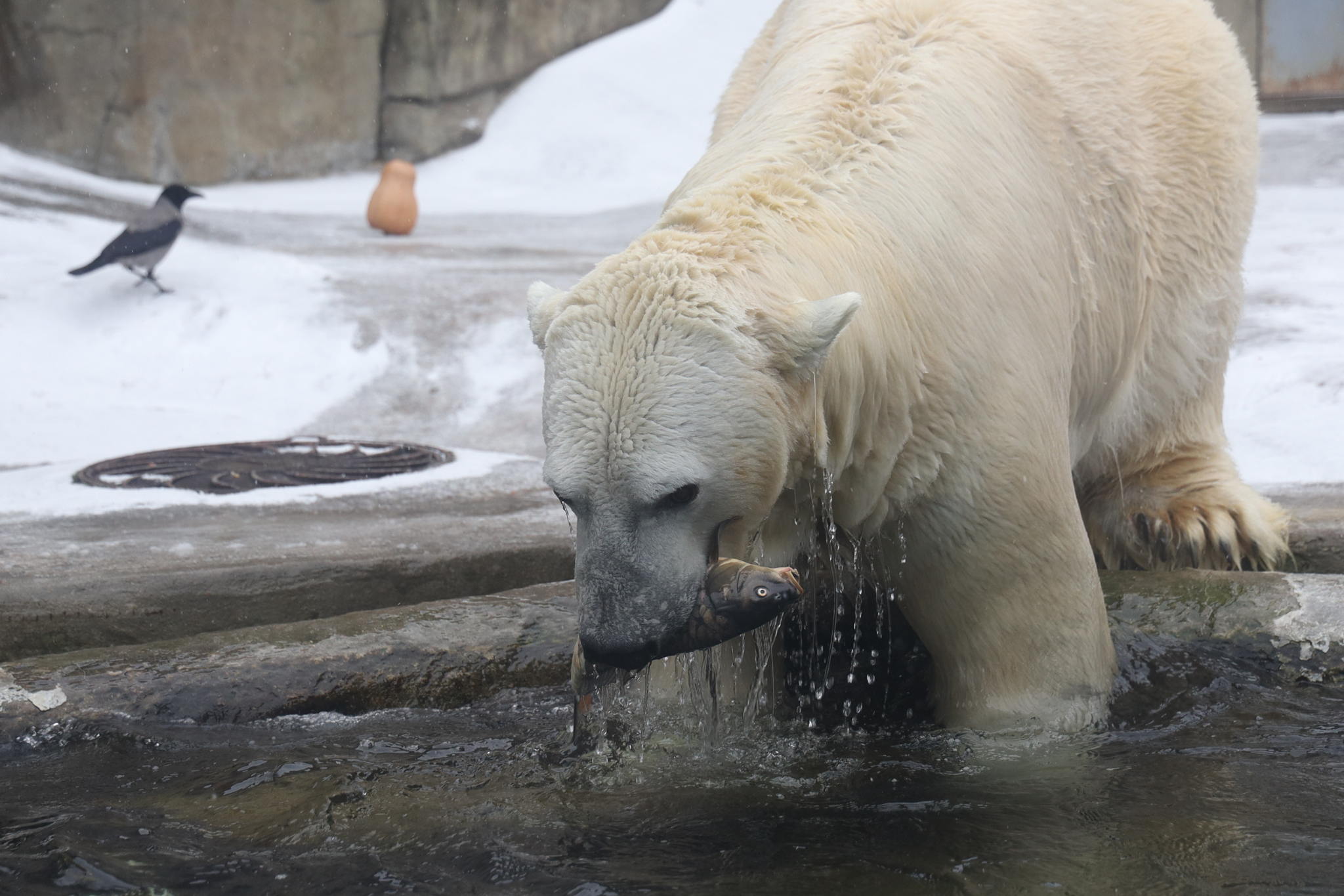 ЛЕКЦИЯ "АРКТОС: ПОД СОЗВЕЗДИЕМ БОЛЬШОЙ МЕДВЕДИЦЫ"