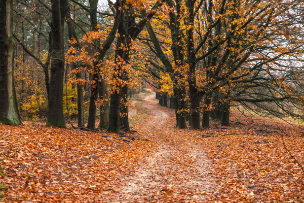 НЕМЕЦКИЙ РАЗГОВОРНЫЙ КЛУБ | «Herbst» («Осень»)