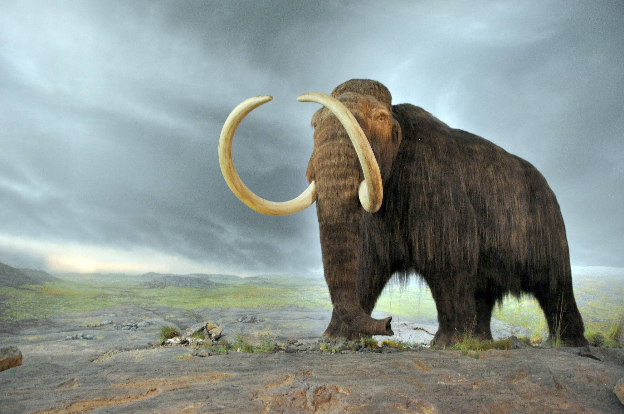 Короли холода: Невероятная жизнь мамонтов лекция с ученым-палеонтологом 7+