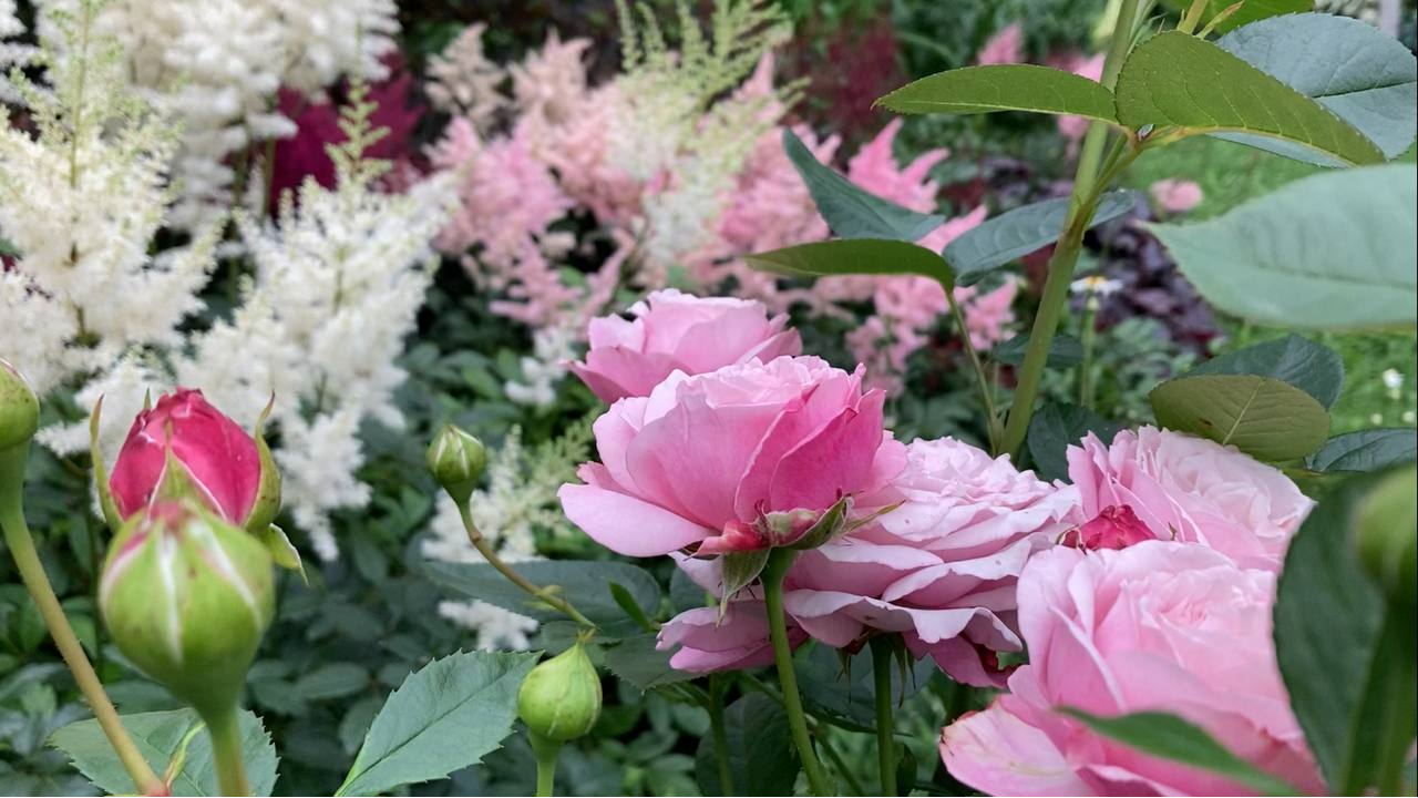 Основы создания малоуходного цветника