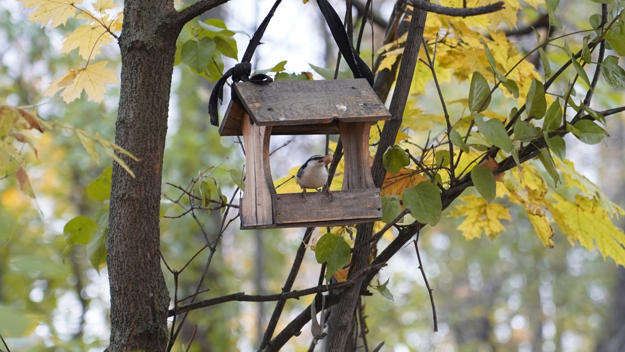 ЭкоНовый год: "Строим новогодние кормушки для птиц”