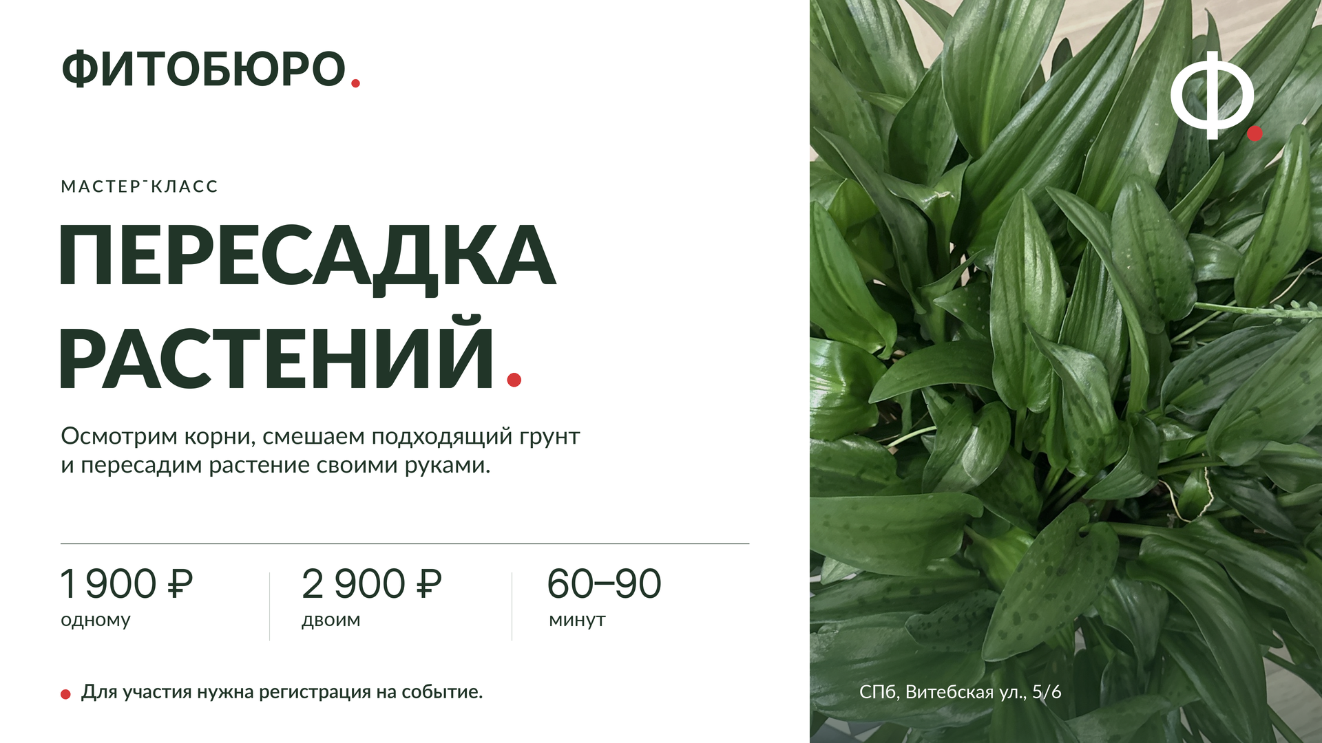 Мастер-класс по пересадке растений в Фитобюро