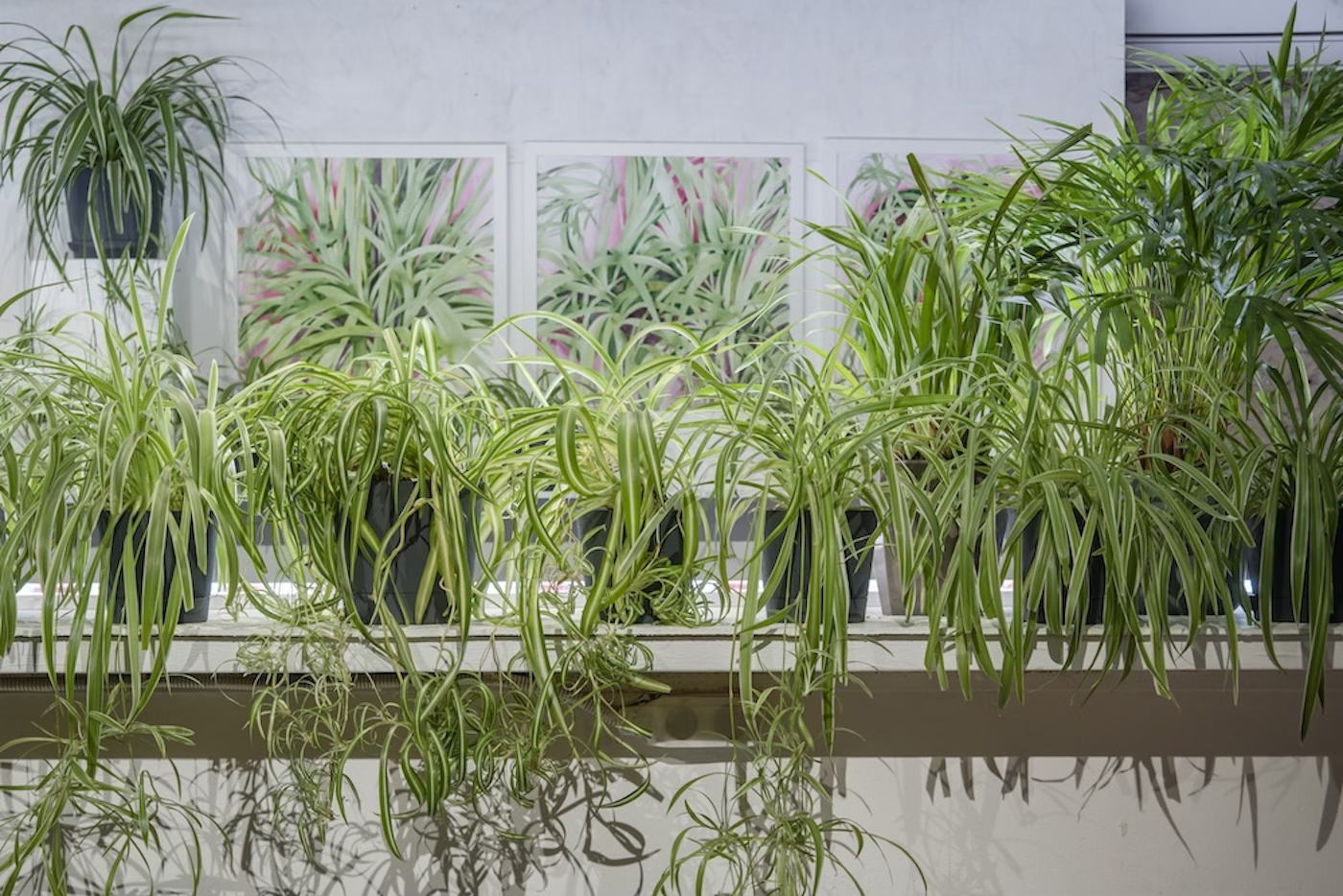 Авторская медиация по двухчастной выставке «Просто лист»