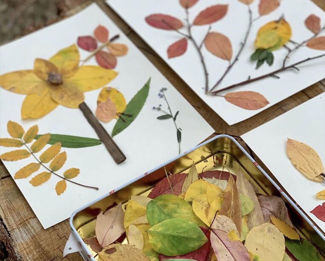 в 11:00 Занятие о живой природе для малышей "Листья-художники" с Еленой Вузман в Ботаническом саду МГУ. 3+