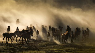 Международная выставка фотографии Numismatics Awards