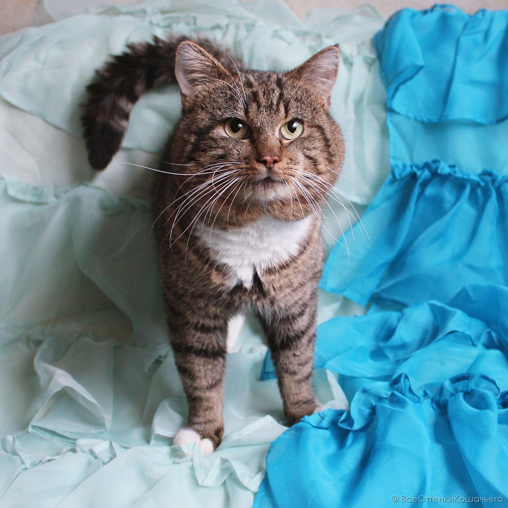 Мастер—класс «Очаровательный зверёк—магнит на холодильник»