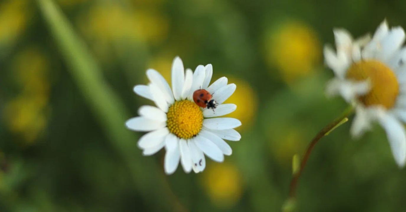 Лекция «7 минут ради красоты Природы»