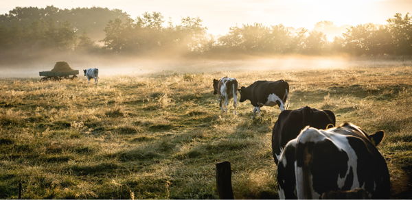 Корма и фермы: как зарабатывать на мясном и молочном скоте