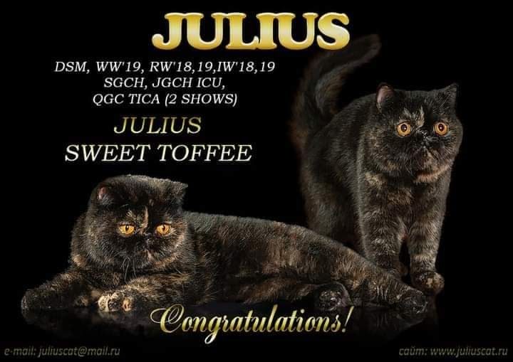 Дизайнер игрушек для кошек