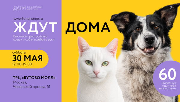 Выставка-пристройство кошек в добрые руки «Ждут Дома»