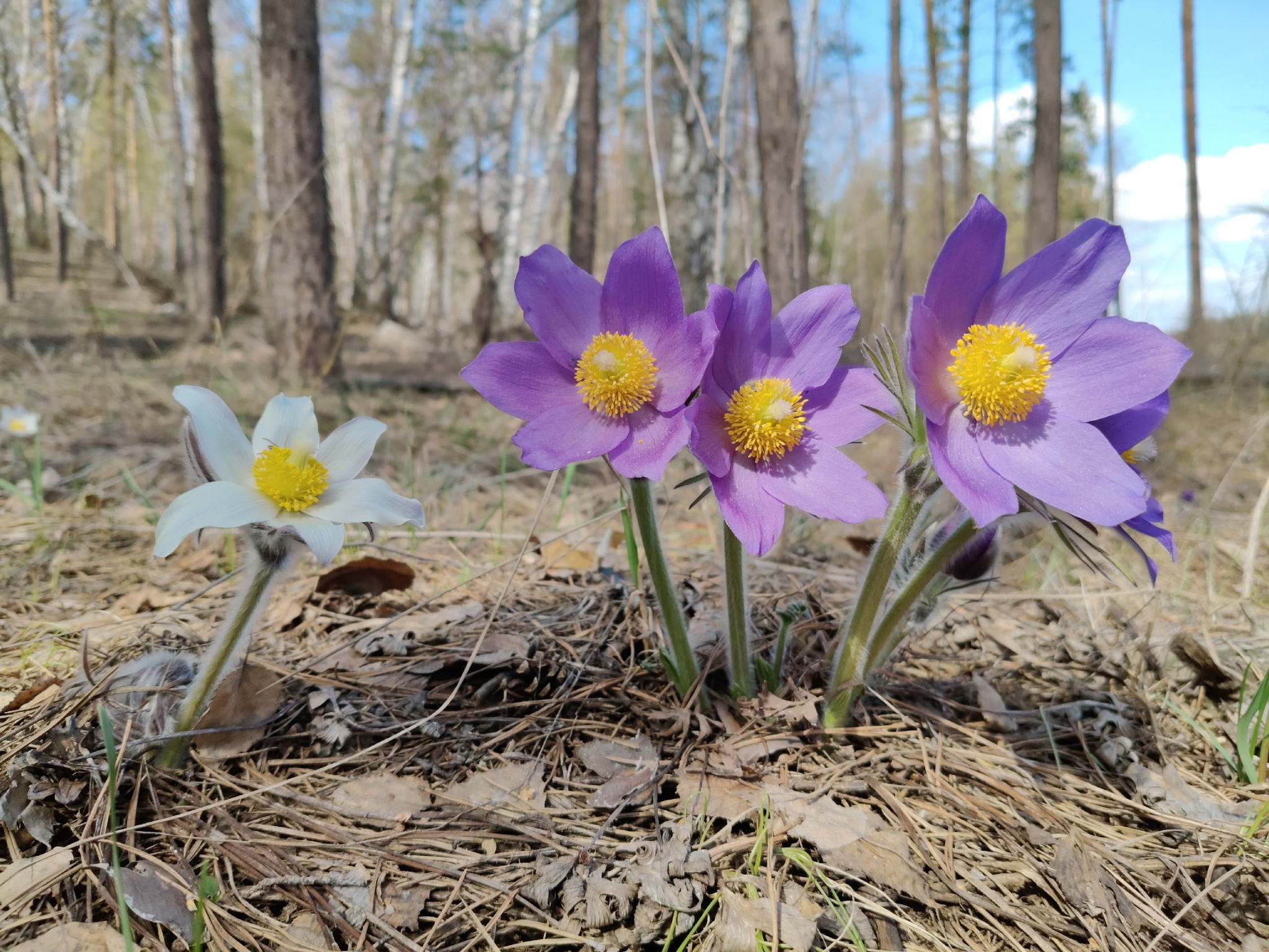 Лекция "Экологический каркас и естественная растительность Самаро-Тольяттинской агломерации"