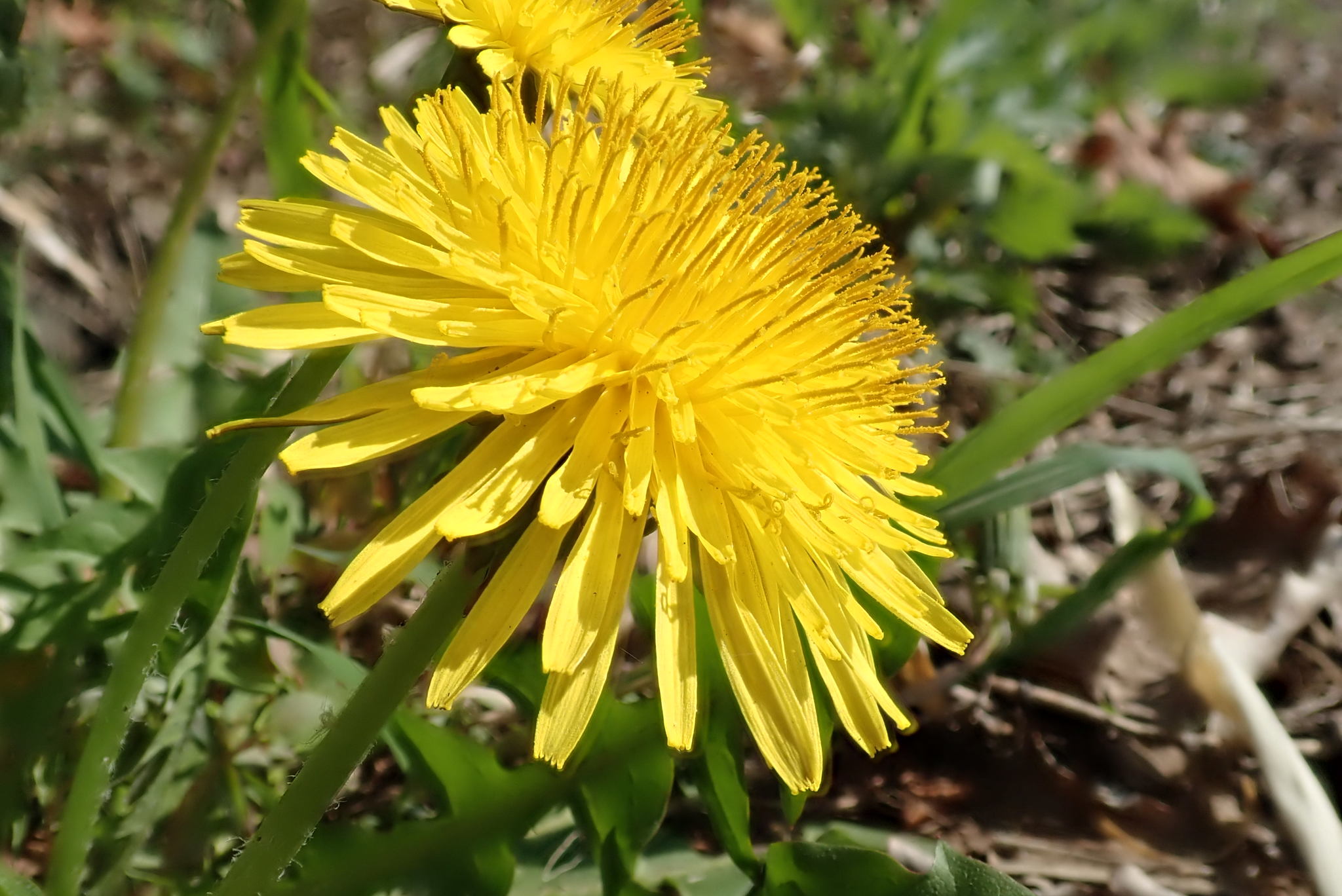 Поэтический концерт "Одуванчик"