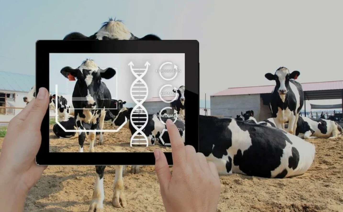 Искусственный интеллект в животноводстве: автоматизация технологических и бизнес-процессов