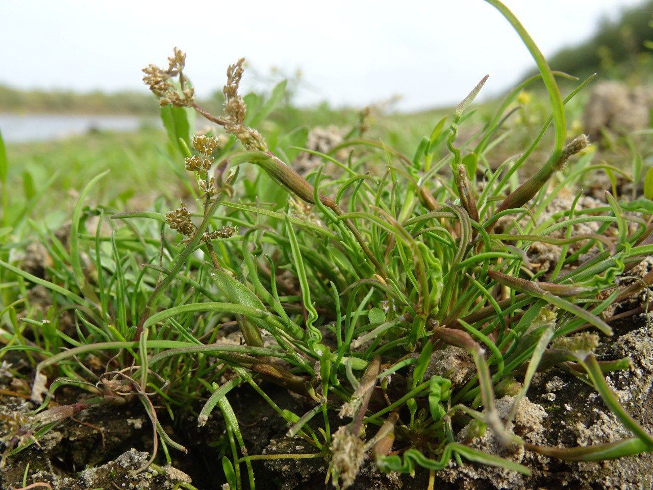 На берегах сибирских рек: удивительное растение и история любви. Эксперт ботаник- Игорь Кузьмин