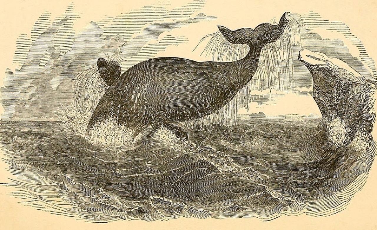 Спасительный левиафан: несколько историй о китобойном промысле на Чукотке