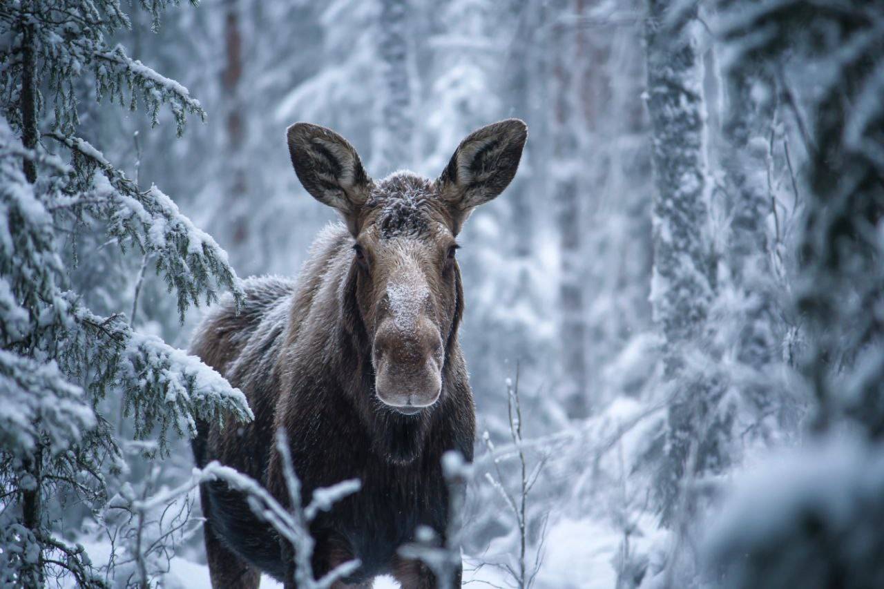 Тематическое занятие «Могучий и великий лось» в экоцентре «Экошкола Кусково»