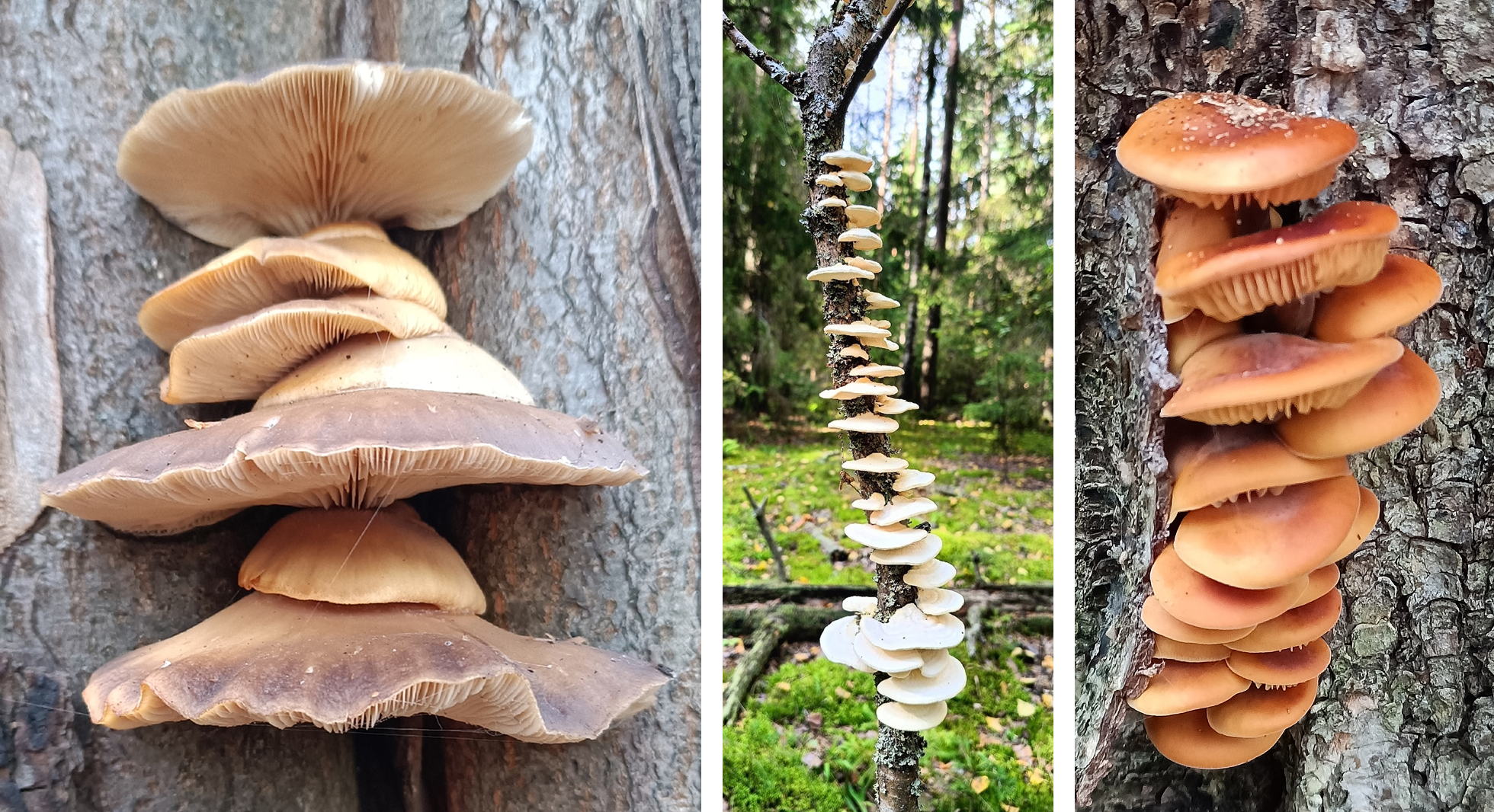 Экскурсия «Зимние грибы» | Экомарафон «В гостях у Природы»