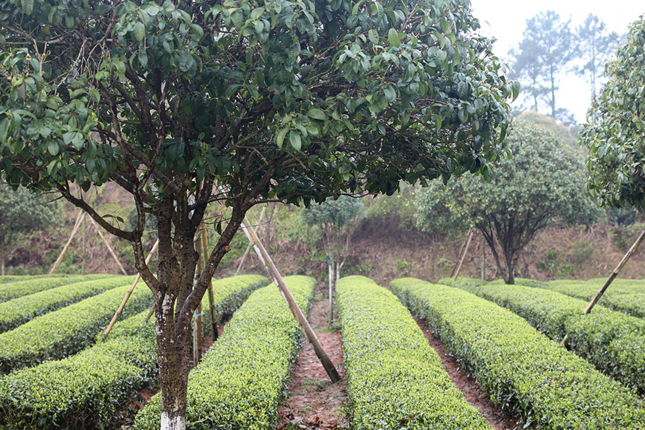 Эко‑лекция с чайной церемонией «секреты зелёного листа: как чаепитие меняет планету».