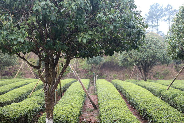 Эко‑лекция с чайной церемонией «Секреты зелёного листа: как чаепитие меняет планету»