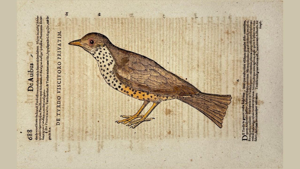 Презентация книги Михаила Сергеева «Музей языков»