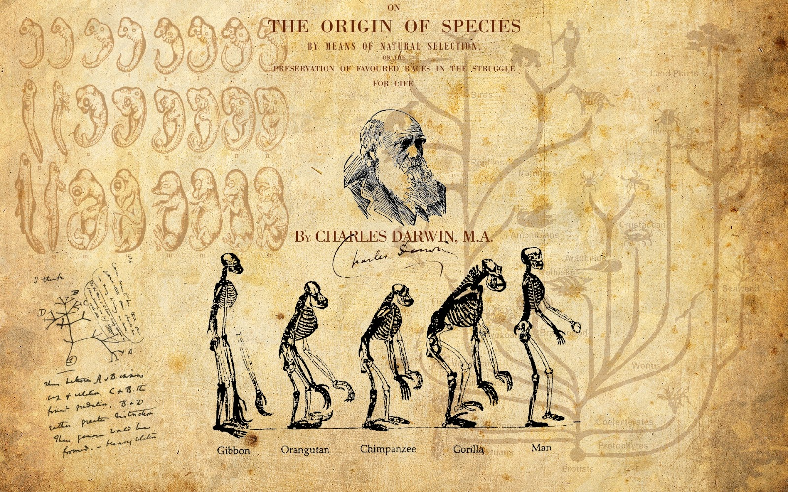 What is the origin of. What is the origin of