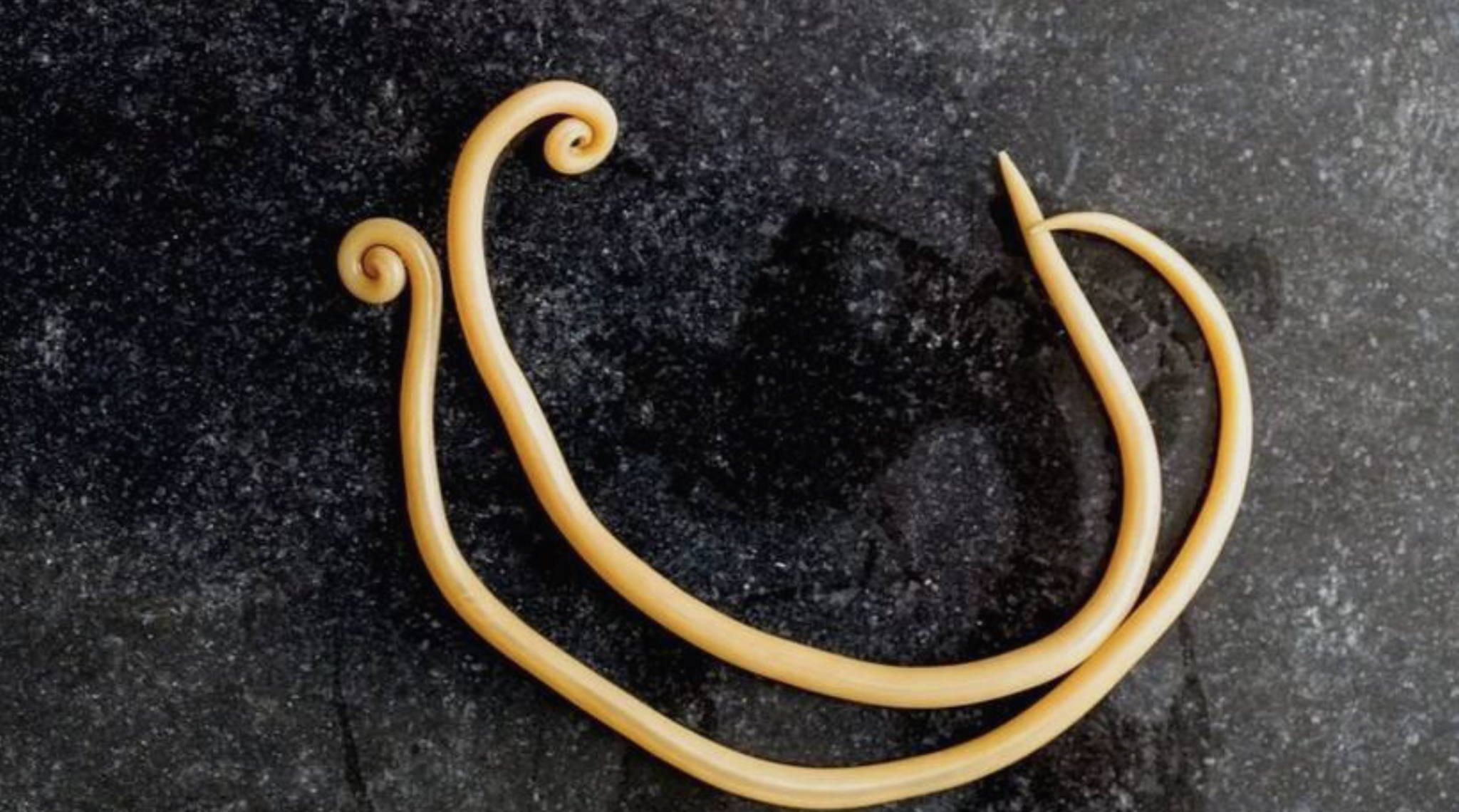 в 10:30 "Живая" лекция энтомолога Федора Мартыновченко "Про червей-паразитов человека" в библиотеке им. Гайдара на Фрунзенской. 5+