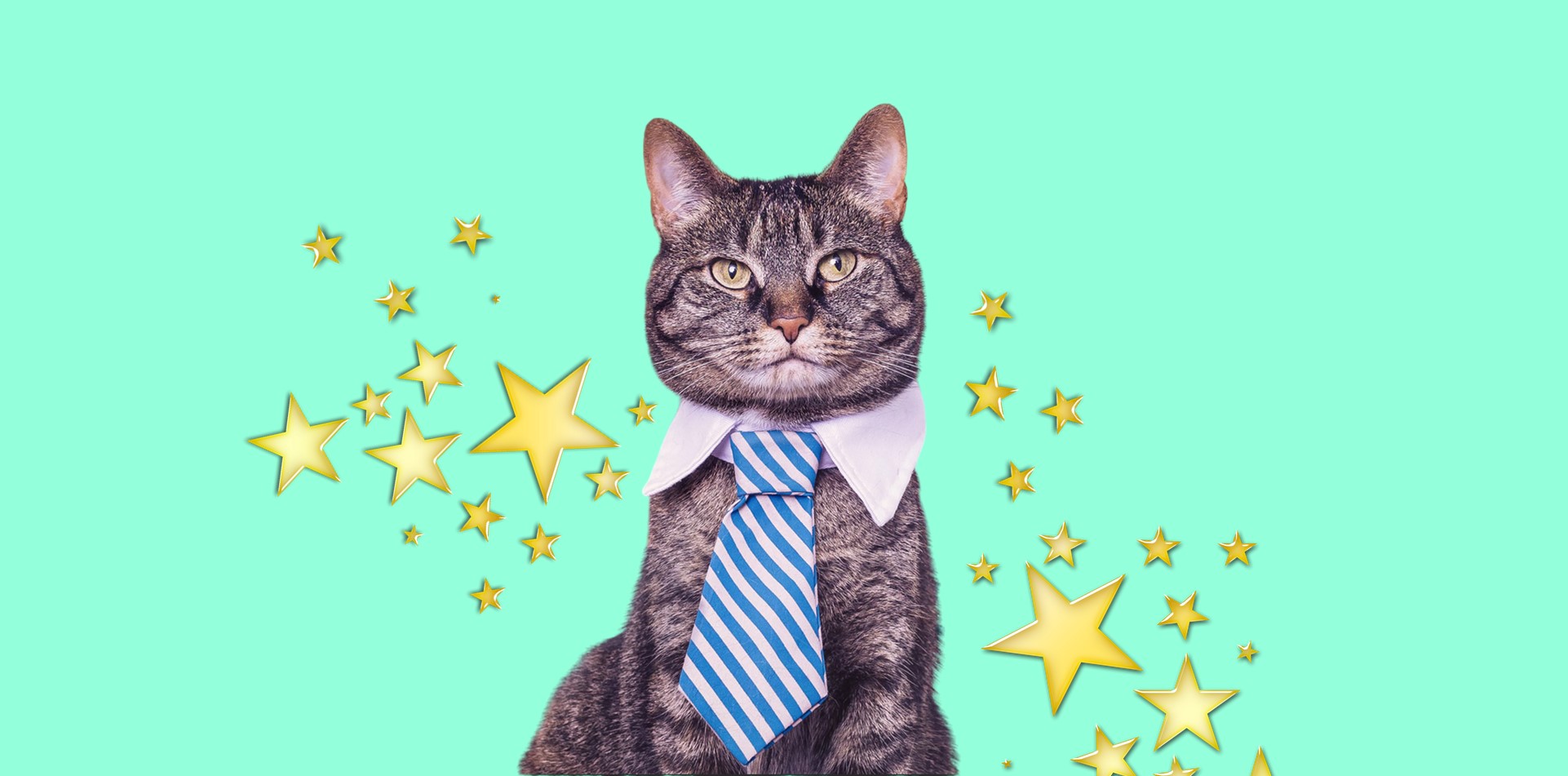 Котик в деловом костюме