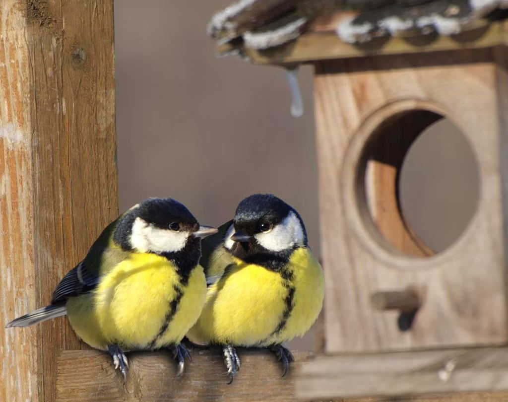 в 11:00 Орнитологическая экскурсия с Дарьей Селивановой на территории кампуса МГУ. 8+