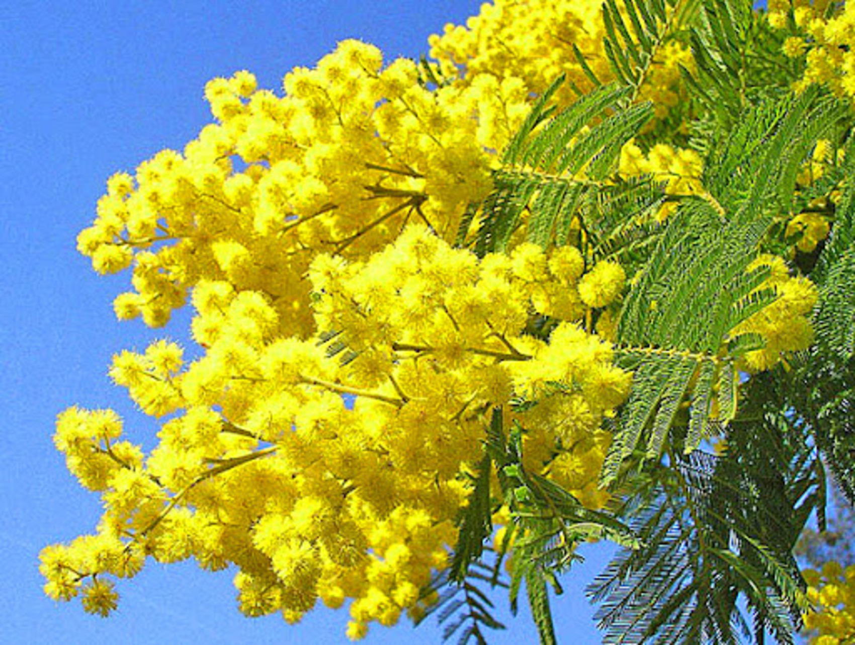 Концерт "Весна идет"