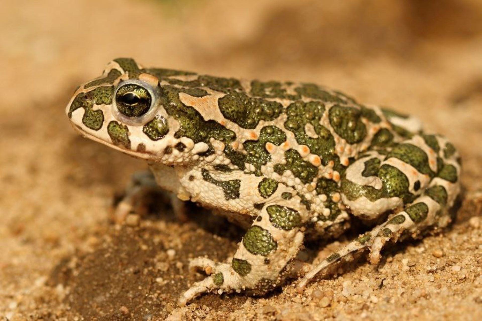 в 14:30 "Живая" лекция "Жабы и другие амфибии" с биологом Федором Мартыновченко. 5+