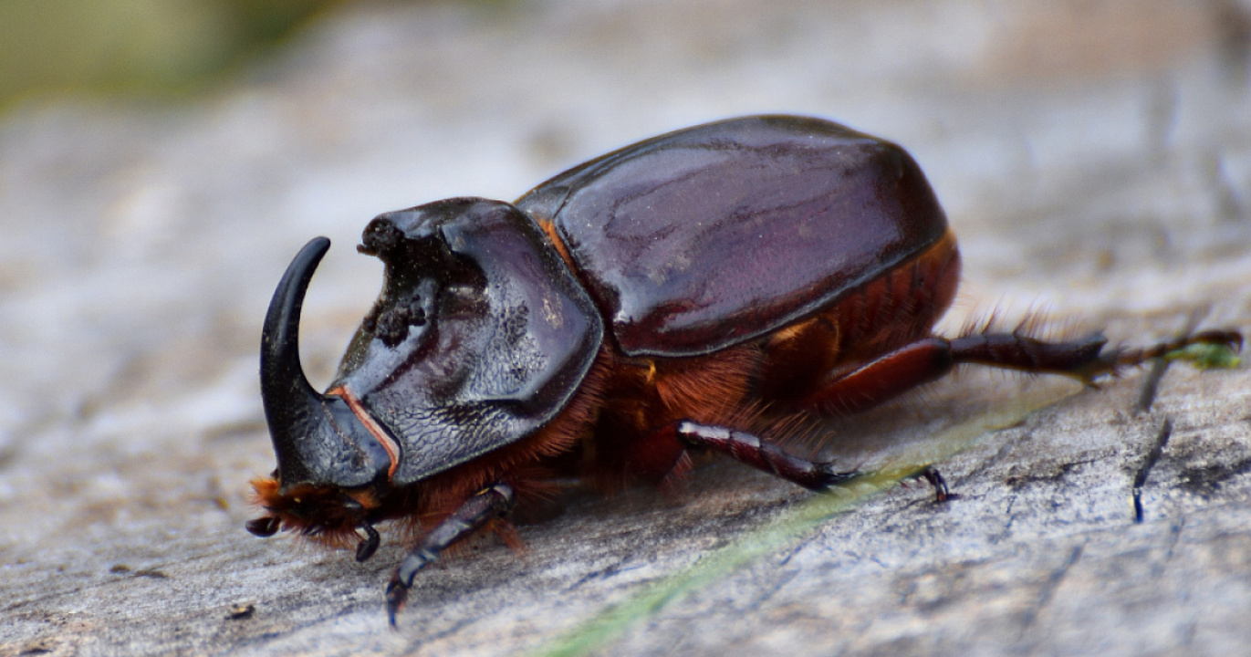 Мастер-класс «Энтомология» для детей