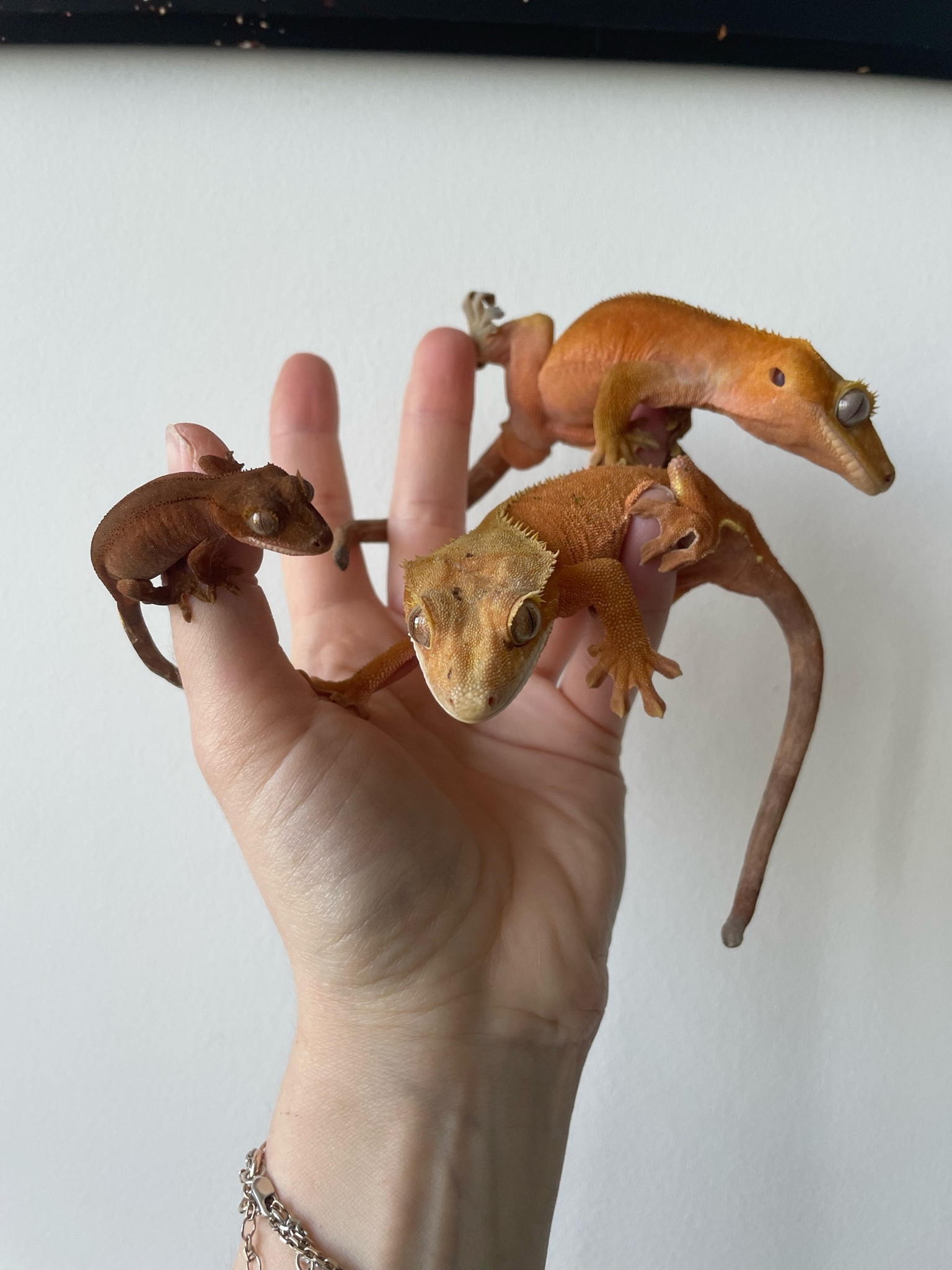 Содержание ящериц дома. Советы ветеринара 8+