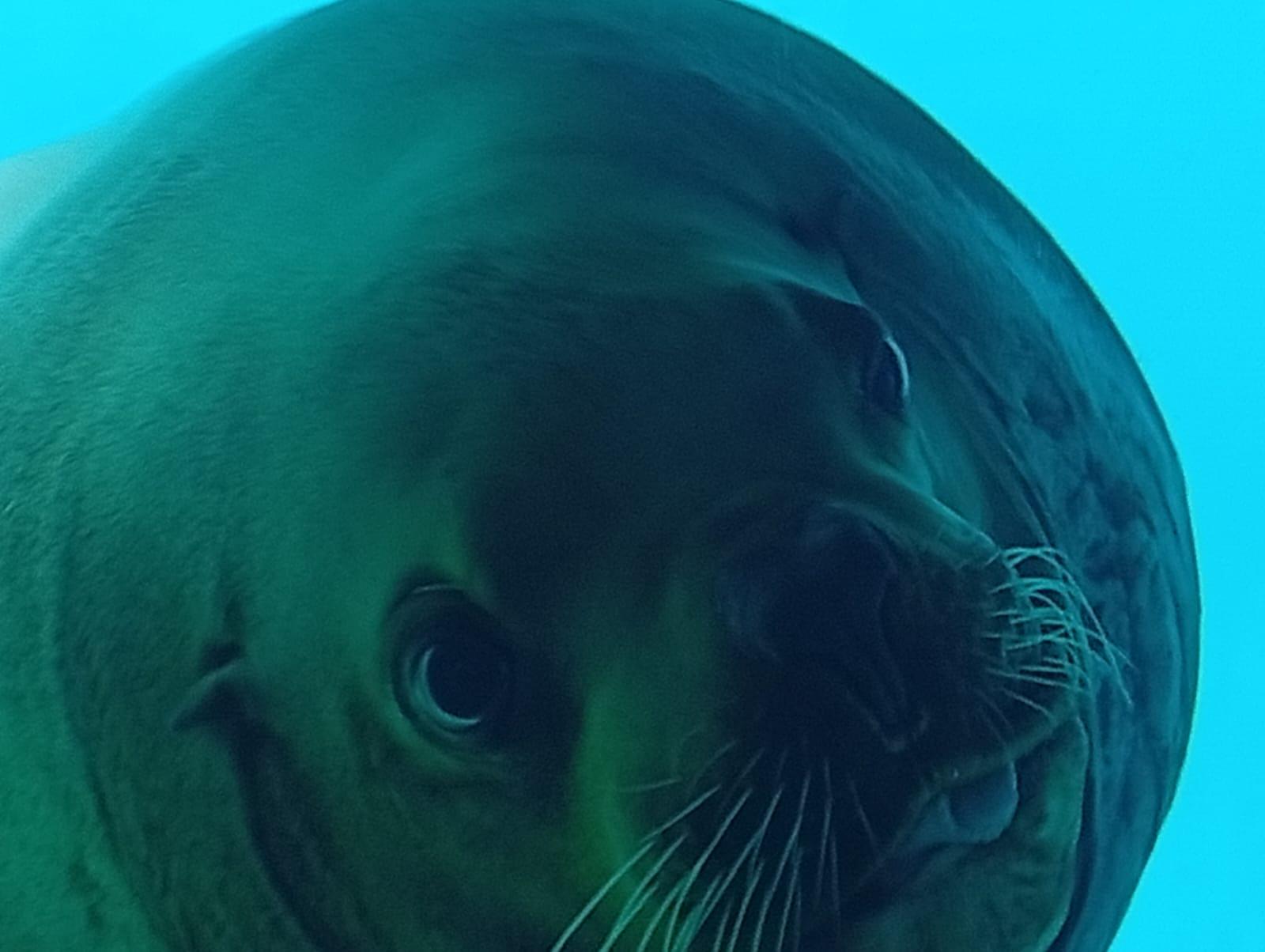 Лекция "Благополучие морских млекопитающих в неволе"